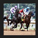 trixie bet horse racing