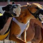 bet greyhound racing online